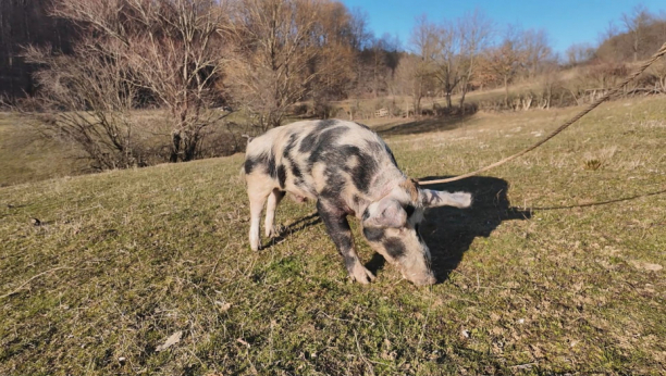 Vepar Šarac iz sela Breznica