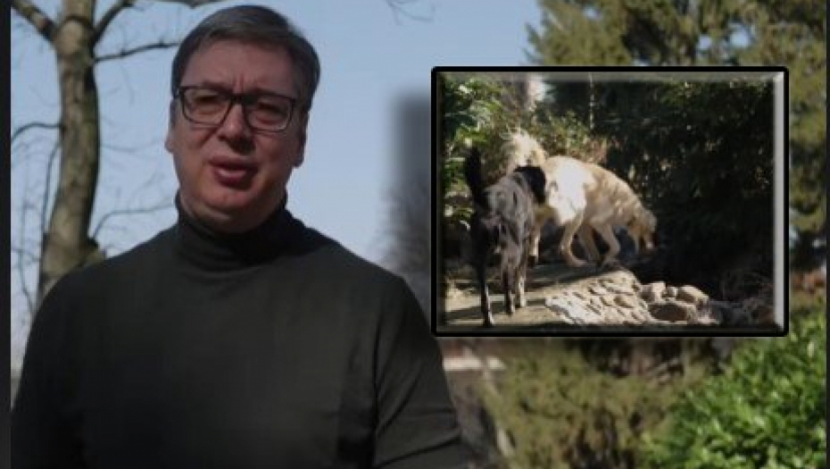 "MNOGO, MNOGO IH VOLIM" Vučić pokazao ljubimce, pa otkrio ko je umiljatiji, a ko brži (VIDEO)