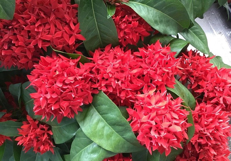 POSADITE JASMIN, BAR U JEDNU SAKSIJU Gde je on, tu je srećna i bogata porodica