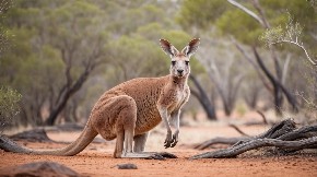 VIC DANA Australijom skače ženka kengura i na svakih 100 metara stane...