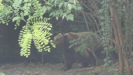 MEDVED NAPAO I TEŠKO POVREDIO LOVCA Nesrećni čovek helikopterom prebačen do bolnice