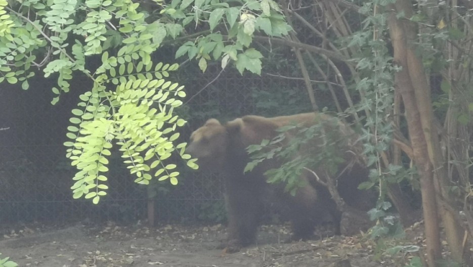 MEDVED NAPAO I TEŠKO POVREDIO LOVCA Nesrećni čovek helikopterom prebačen do bolnice