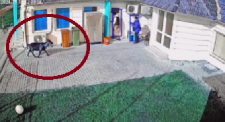 KOZA JURILA MLADIĆA U SUBOTICI Vikao na sav glas, dok je osoblje pokušavalo da ga smiri (VIDEO)