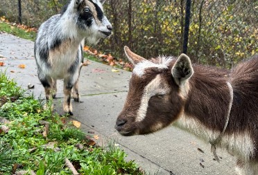 BAHATE KOZE POBEGLE OD KUĆE, PA IZAZVALE HAOS Nasrtale na ljude, prolaznici bežali i plakali od smeha - fotografije iz pritvora obišle svet!