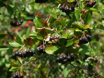 ZAŠTO JE OVA BOBICA POSTALA MUST-HAVE? Korisna svojstva aronije, tajna zdravlja u malim plodovima