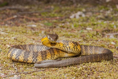 SAD JE VREME DA IH POSADITE U DVORIŠTU Ovo su 3 biljke koje zmije apsolutno ne podnose
