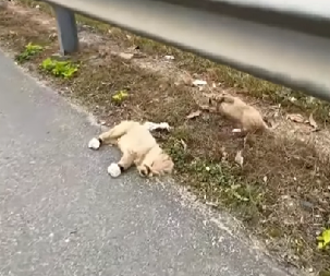 OKRUTNOST PREMA ŽIVOTINJAMA NEMA GRANICE Dva šteneta ostavljena da umru, ali sudbina je imala drugačiji plan! (VIDEO)