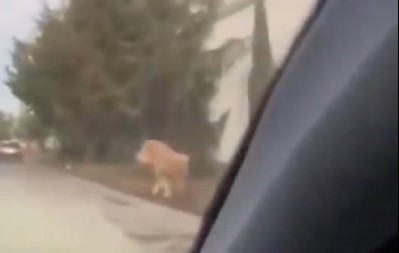 ŠOKANTNA SCENA UZNEMIRILA GRAĐANE Ogromna divlja zver pobegla iz utočišta i lutala gradom, stanovnici bežali u panici! (VIDEO)