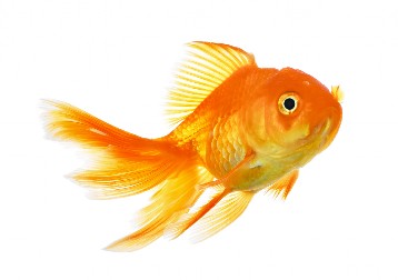 VIC DANA Mujo ponovo uhvatio zlatnu ribicu...