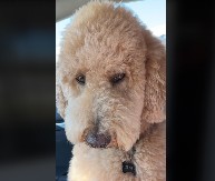 LJUBOMORAN PAS NASMEJAO MILIONE LJUDI Oliver ne da vlasnici ni da se približi svom momku!