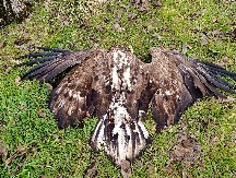 POTRESAN PRIZOR U TITELU Strogo zaštićena vrsta ptice pronađena mrtva, sumnja se na trovanje (FOTO)