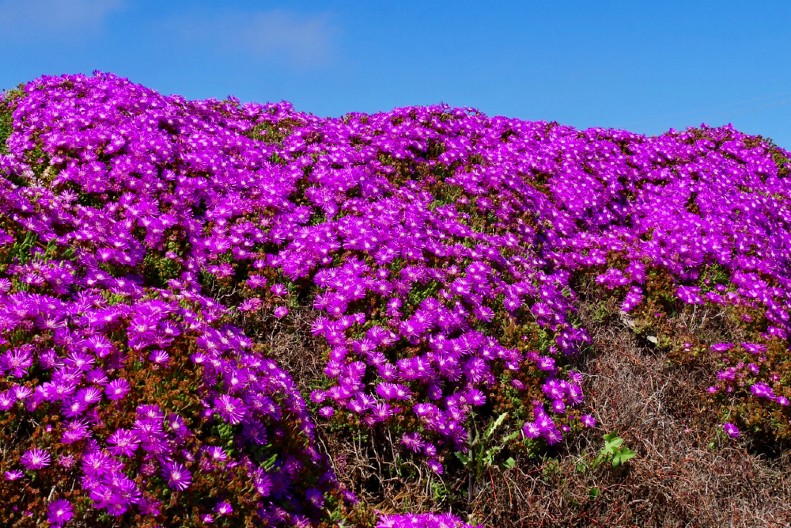 POSADITE JE SADA I IMAĆETE CVETNI TEPIH Sama se razmnožava, zaliva retko, a uspeva u najlošijoj zemlji