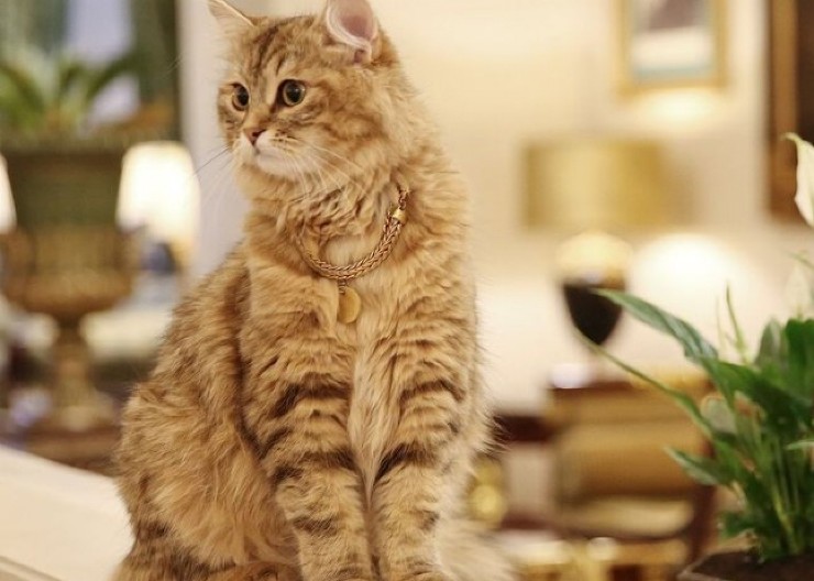 NAJREĐE VRSTE MAČAKA NA SVETU Egzotični ljubimci koji oduzimaju dah (VIDEO)