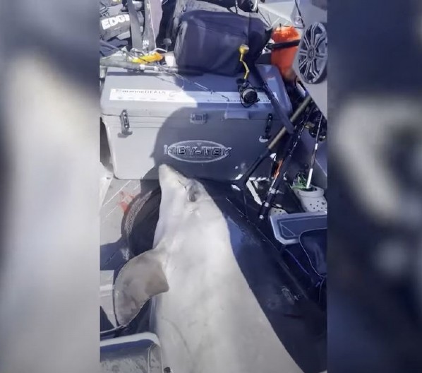 DRAMA NA PUČINI Delfin težak više od 400 kilograma uskočio pecarošima u čamac, jednog povredio (VIDEO)