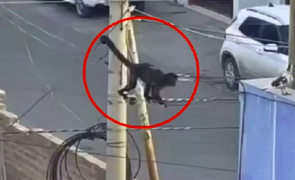 OD KUĆNOG LJUBIMCA DO GLAVNOG OSUMNJIČENOG Majmun u crnoj kapi terorisao komišiluk (FOTO)