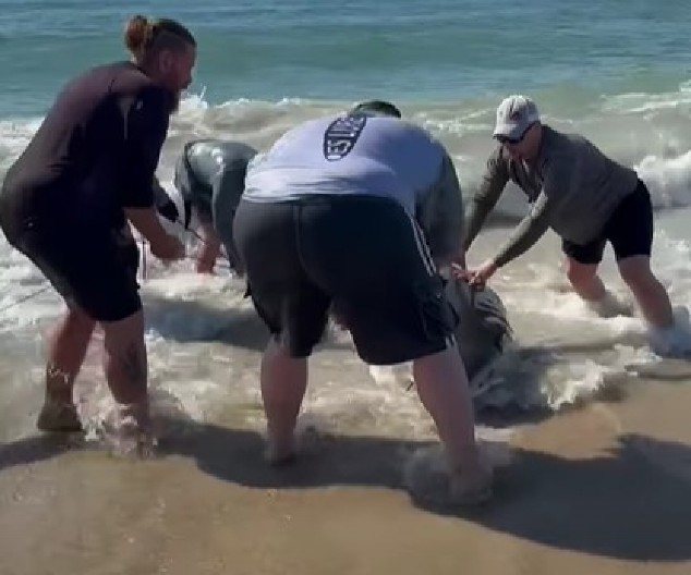 OČEKIVAO RIBU, A ULOVIO MORSKO ČUDOVIŠTE Zver se opirala i pala pravo na ljude, evo gde je na kraju završila! (VIDEO)