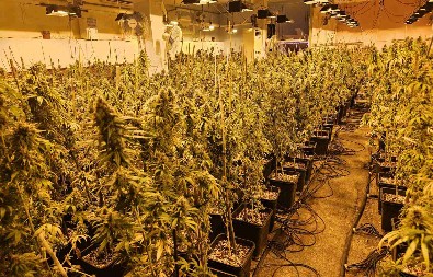 KRIMI-KOMŠIJE OSUĐENE NA ROBIJU Srbi u Sloveniji krali struju da bi uzgajali konoplju!