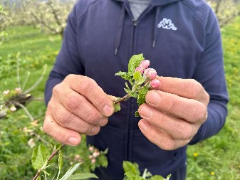 VELIKA MUKA, POGLEDAJTE ŠTA JE SNEG U APRILU NAPRAVIO Tiosav sa zebnjom čeka naredne dane: "Svaki plodić je pocrneo" (FOTO)
