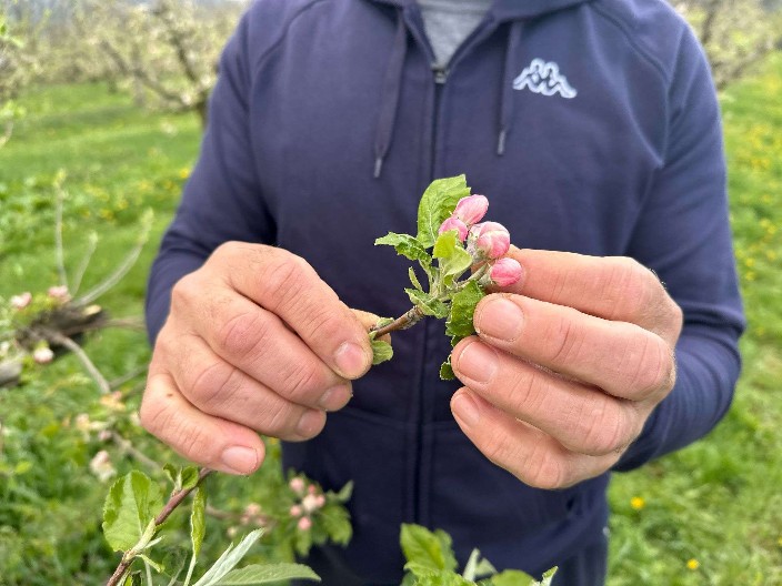VELIKA MUKA, POGLEDAJTE ŠTA JE SNEG U APRILU NAPRAVIO Tiosav sa zebnjom čeka naredne dane: "Svaki plodić je pocrneo" (FOTO)