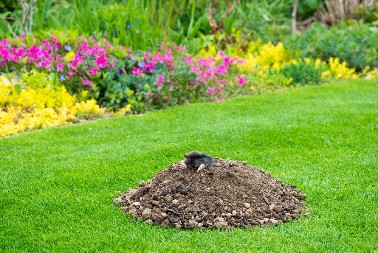 KRENULE SU DA ROVARE Posadite ova 3 cveta i krtice će pobeći glavom bez obzira