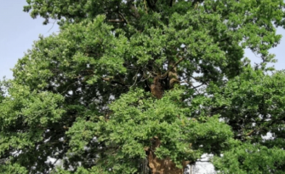 POSEČEN HRAST STAR 500 GODINA! Policija na terenu!