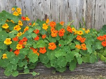 CVEĆE KOJE SVAKA KUĆA TREBA DA IMA! Baštovan otkriva sve njegove prednosti