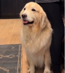 PAS JEO ZA STOLOM U RESTORANU „Videla sam odrasle osobe koje su nepristojnije od njega"