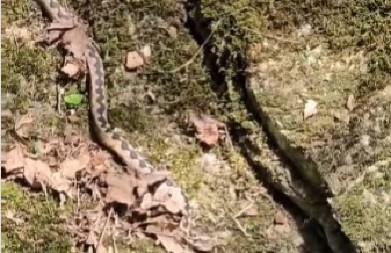 VALJEVO U PANICI! Najveća otrovnica Evrope pojavila se na reci Gradac (VIDEO)