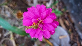 KAD VIDITE OVOG INSEKTA, NE UBIJAJTE GA Veruje se da donosi lepe vesti u vašu kuću!