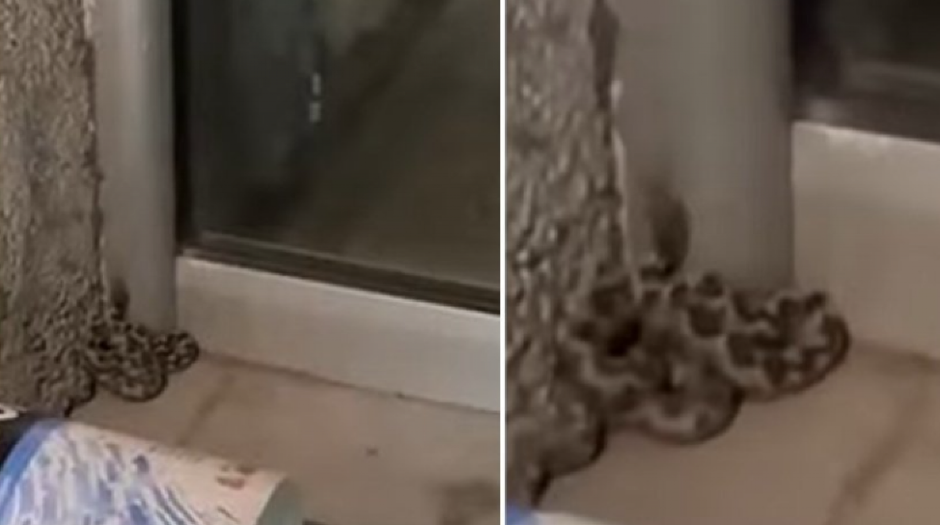 NAJOTROVNIJA EVROPSKA ZMIJA SNIMLJENA U HOLU ZGRADE U NOVOM PAZARU Njen ujed može biti smrtonosan