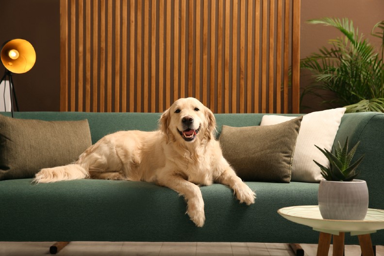 ZLATNI RETRIVER JE ODRASTAO, ALI JE JEDNA NAVIKA OSTALA ISTA Ljudi na mrežama potpuno razneženi - milion i po ljudi pogledalo snimak