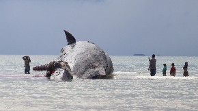 KIT TEŽAK 20 TONA NASUKAO SE NA PLAŽI Nije mu bilo spasa - evo šta se dogodilo sa morskim džinom