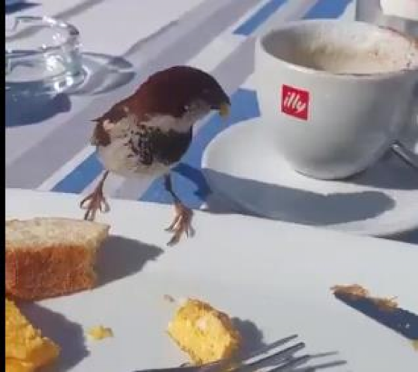 Vrabac osvojio srca korisnika društvenih mreža (VIDEO)