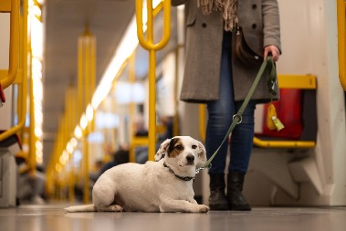 HIT VIDEO Pogledajte šta radi ovaj pas u metrou - prosto je neodoljiv