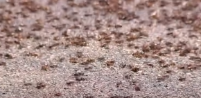 INSEKTI PREPLAVILI GRAD, JEDU JEDNI DRUGE Ljudi u panici: "Odvratni su..."