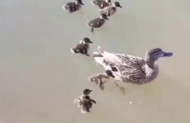 SRCEPARAJUĆI PRIZOR NA NOVOM BEOGRADU Jato vrana napalo pačiće, a onda se pojavio on - snimak će vam izmamiti suze! (VIDEO)