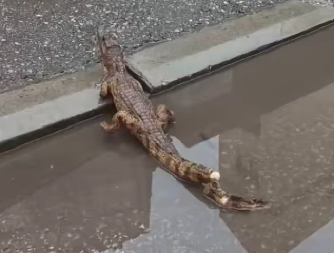 ŠOK U NIŠU! Ljudi ostavili KROKODILA na ulici, građani odmah alarmirali policiju (VIDEO)