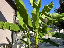 Čudo u Prijepolju: Izrasla egzotična voćka koju niko u Srbiju nije ni sanjao