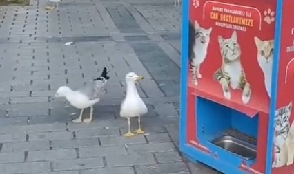 AU, MAJKO MILA, JEL MOGUĆE OVO? Kad vidite kako ovi galebovi ''varaju'' automat za mačju hranu, plakaćete od smeha! (VIDEO)