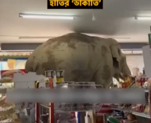 NEOBIČNA PLJAČKA NA TAJLANDU Ogromni slon ušetao u prodavnicu, pojeo grickalice i otišao kao gospodin (VIDEO)