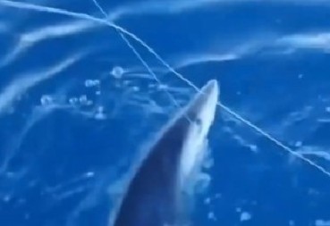 NEVIĐEN PRIZOR KOD CRNOGORSKE OBALE Ribari uhvatili morsku neman u blizini plaže, snimak ledi krv u žilama! (VIDEO)