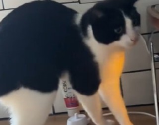 ŠOK SNIMAK MAČKE OBIŠAO PLANETU Ljudi gledaju šta radi i ne veruju, deluje nemoguće ali ona je uspela! (VIDEO)