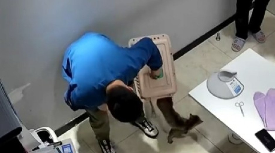 VIDEO KOJI JE NASMEJAO MILIONE Mačka pretvorila odlazak kod veterinara u PRAVI HOROR – pogledajte kako je napala čoveka! (VIDEO)