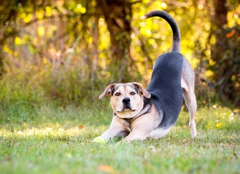 HIT VIDEO Muškarac pokušao da vežba u dvorištu - pogledajte reakciju njegovih pasa