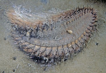 STVORENJE "VANZEMALJSKOG IZGLEDA" SE POJAVILO NA PLAŽI, LJUDI U ŠOKU Pazite se njegovih čekinja