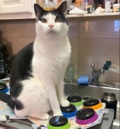 ZAŠTO VAS MAČKA PRATI PO KUĆI? Radi veoma bitnu stvar, a vi toga niste svesni