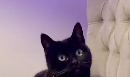 KAO DA JE IZAŠLA IZ FRIZERSKOG SALONA Pogledajte šta se desilo ovoj mački nakon sunčanja, vlasnica je jedva prepoznala!