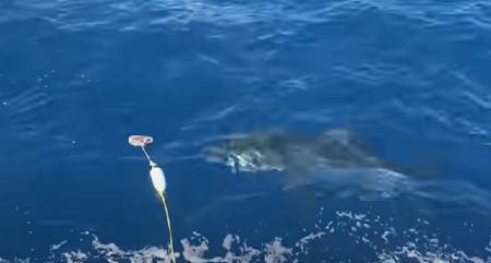 MORSKA NEMAN PROBUŠILA KAVEZ I ULETELA KOD TURISTE Voda pocrvenela, svi vrištali u panici: "Gotov je, odgrizla mu je nogu!" (VIDEO)