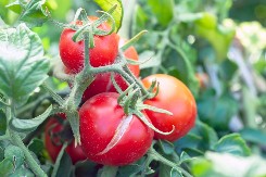 AKO SE LISTOVI PARADAJZA UVIJAJU, REAGUJTE NA VREME Stručnjak savetuje šta da preduzmete