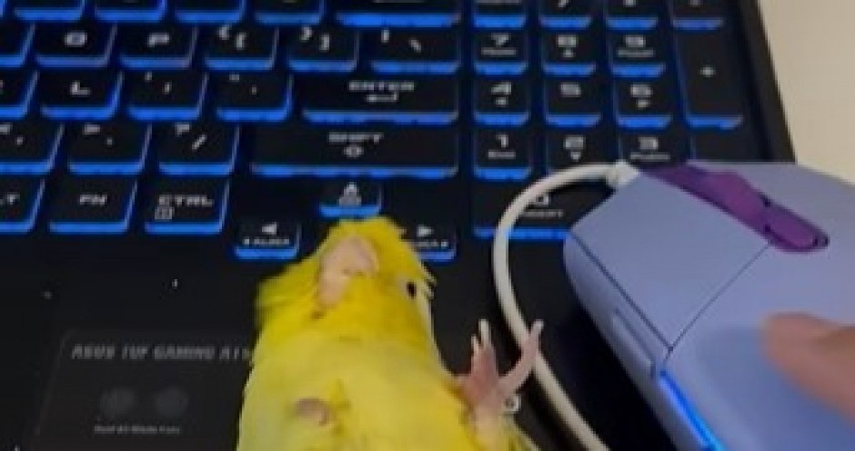 URNEBESNA LJUBOMORA PAPAGAJA Ptičica poludela od besa jer nije u centru pažnje – snimak zapalio internet! (VIDEO)